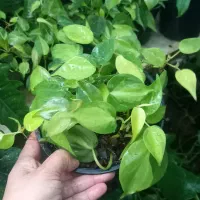 گل های آپارتمانی|گل و گیاه طبیعی|کتالم و سادات شهر, |دیوار