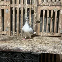 پنج عدد بدر رنگ ماده