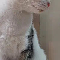 واگذاری گربه رایگان|گربه|اصفهان, سپاهانشهر|دیوار