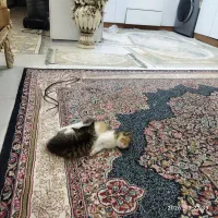 گربه|گربه|کرمان, |دیوار