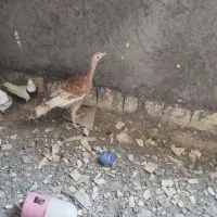 بوقلمون و واروک