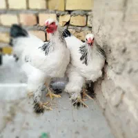 مرغ و خروس برهما