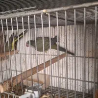 شاه طوطی، خورشیدی،راهب،گرینچیک،سانچیک|پرنده|مبارکه, |دیوار