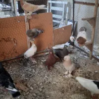 ده تا کفتر ماده بزن روهم|پرنده|شیراز, بازار|دیوار