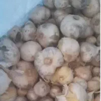 موسیر