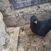 کبوتر سیاه باخت دادم