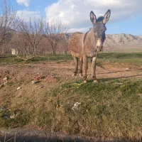 الاغ ماده آرام و باری دلفان برای مسیر آوردن