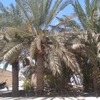 سرایه دار برای باغ و هتل سنتی