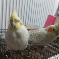 عروس هلندی نرو ماده