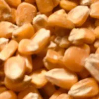 فروش عمده و جزئی ذرت.جو.سویا