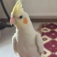 عروس هلندی لوتینو