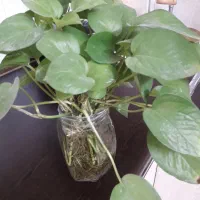 گل پتوس شاخه ای ۱۳ هزار|گل و گیاه طبیعی|سبزوار, زینبیه|دیوار