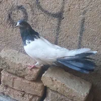 کبوتر کله دمسبز ماده