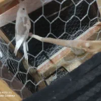 عروس هلندی دو کت  ماده