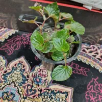 گل طبیعی|گل و گیاه طبیعی|دوگنبدان, |دیوار