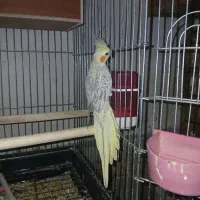 عروس هلندی