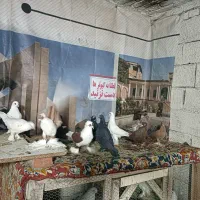 کبوتر|پرنده|تبریز, |دیوار