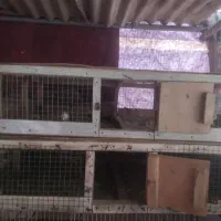 قفس پرنده|لوازم جانبی حیوانات|نیشابور, شهید جعفری|دیوار