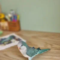 راهب نر حلقه پا