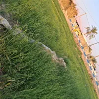 نشا پیاز (تیم پیاز تشان)