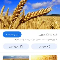 گندم بذری پاک شده بسیاردرشت وعالی گندم مرغوب