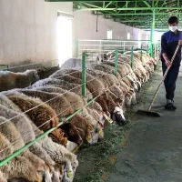 سرایداری دامداری