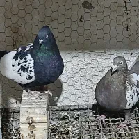 جفت سینه ای