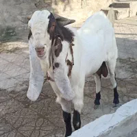 پاچن اصل از نژاد گلابی و بیله|حیوانات مزرعه|چابهار, |دیوار