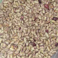 توت خشک|خوردنی و آشامیدنی|قم, انسجام|دیوار