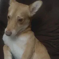 سگ ولش کورگی نرآماده جفت گیری