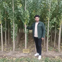 صنوبر نیگرا، ارسال فوری به خرم آباد + پرداخت امن