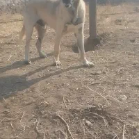 واگزاری سگ عراقی ده ماهه