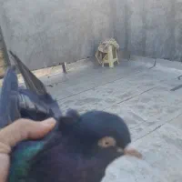 زاغ آبادانی