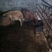 نر گوسفنددوساله