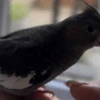 عروس هلندی گمشده رنگ طوسی