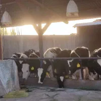 گاو و گوساله