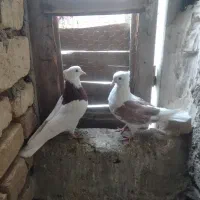 کبوتر طوقی ودوکتی|پرنده|باغ بهادران, |دیوار