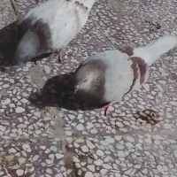 چند عدد حیون