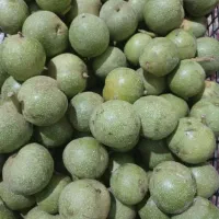 گردو