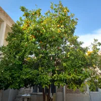 ویلایی-رهن-کامل