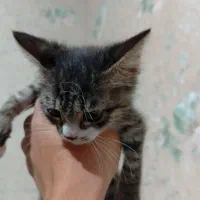 واگذاری گربه|گربه|شیراز, سرو|دیوار