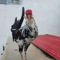 مرغ و خروس گلین