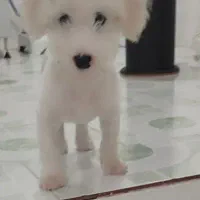 سگ یک و نیم میلیون با وسایل تخفیف دارد