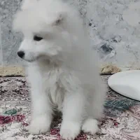 سگ سامویید ۳ماهه اصیل