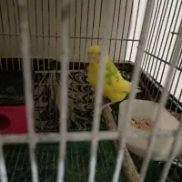 عروس هلندی ومرغ عشق|پرنده|مشهد, جاهد شهر|دیوار