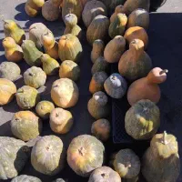 کدو حلوایی محصول کرمانشاه فروش یکجا