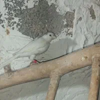 قناری ماده|پرنده|کهریزک, |دیوار