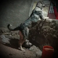 سگ عراقی|سگ|آبگرم, |دیوار