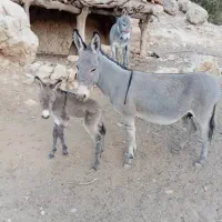 2 عدد الاغ ماده جوان و سرحال با یه کره نر