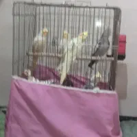 عروس هلندی موجود